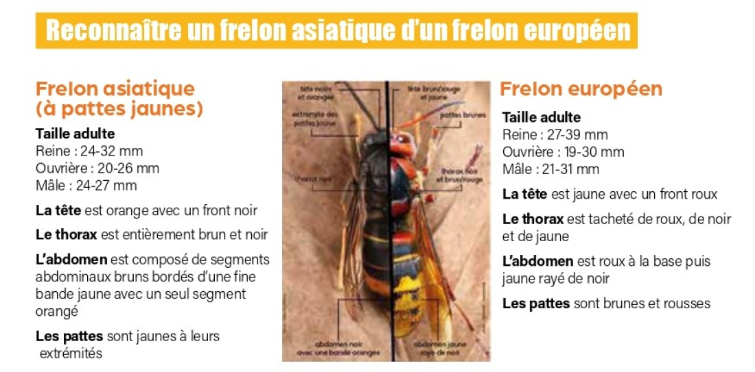 Différence frelon asiatique et frelon européen - GDS Pays de la Loire